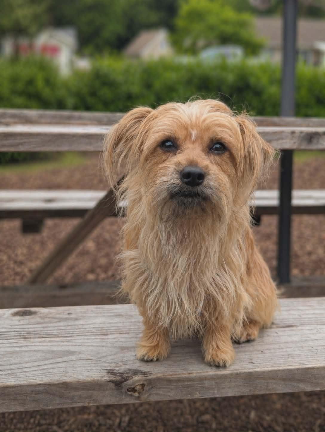 Enlarge Case, a Adoptable mixed breed in Virginia Beach, VA image 1/1