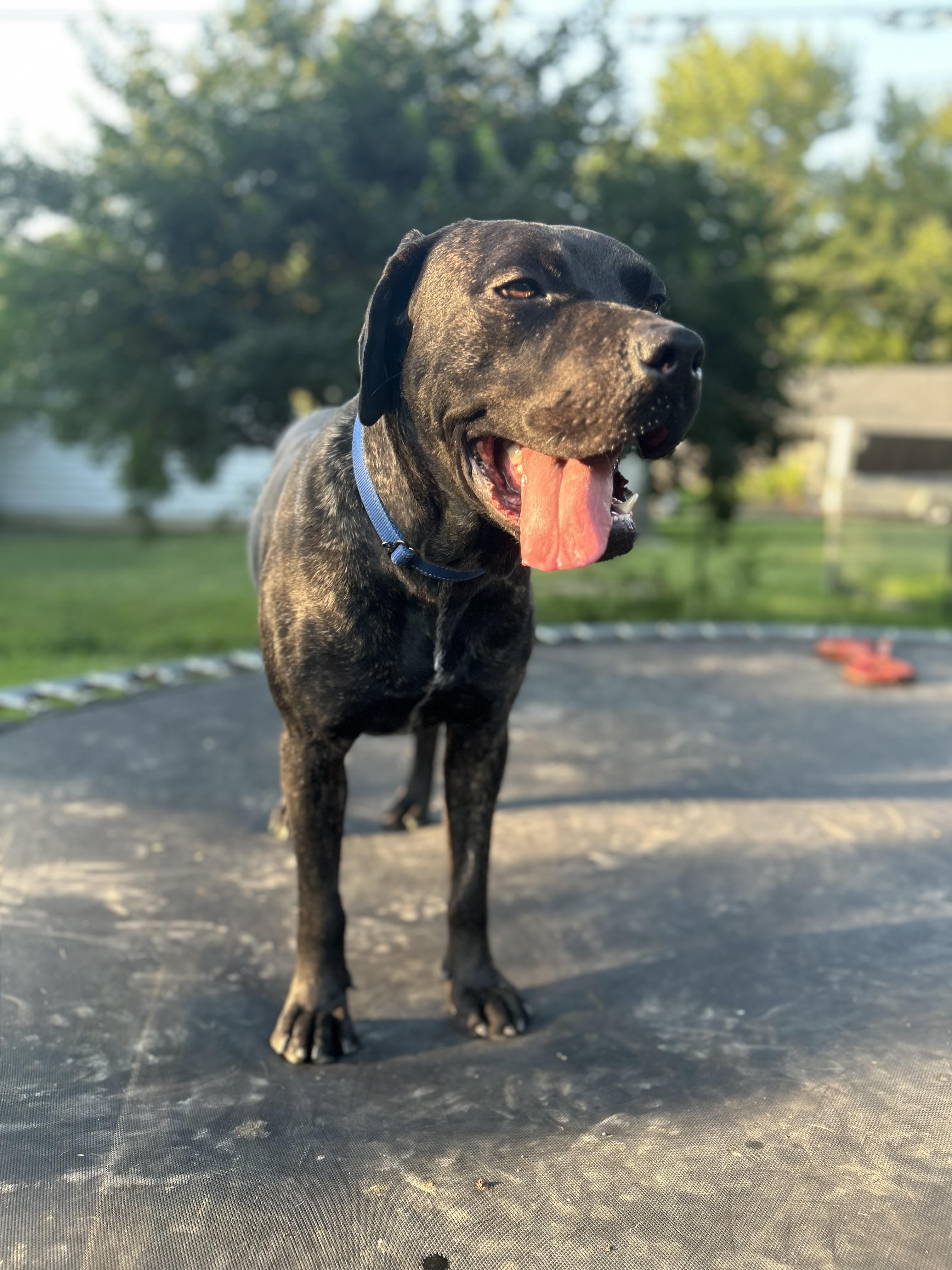 Frankie