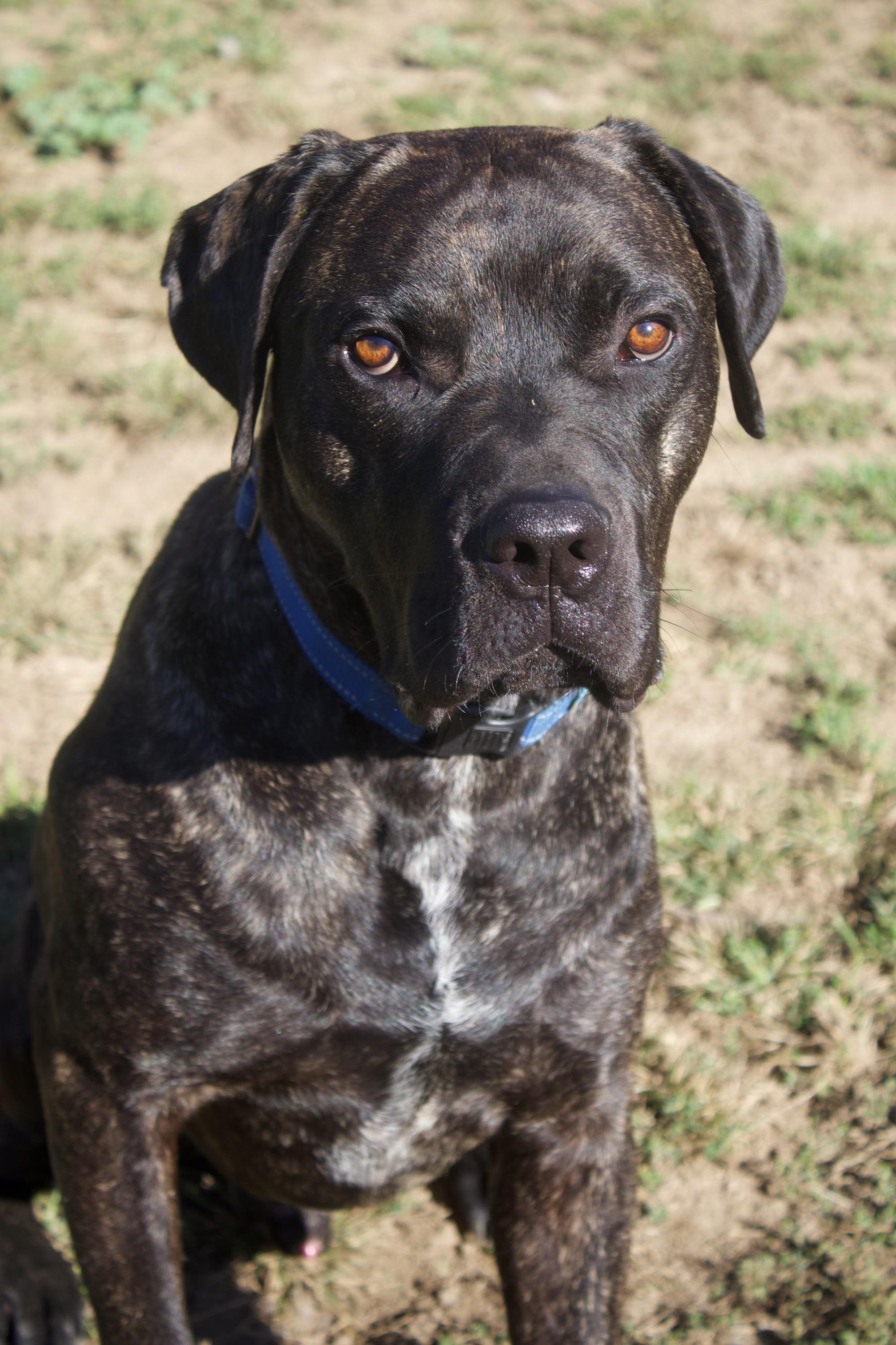Enlarge Frankie, a Adoptable mixed breed in Roachdale, IN image 2/5
