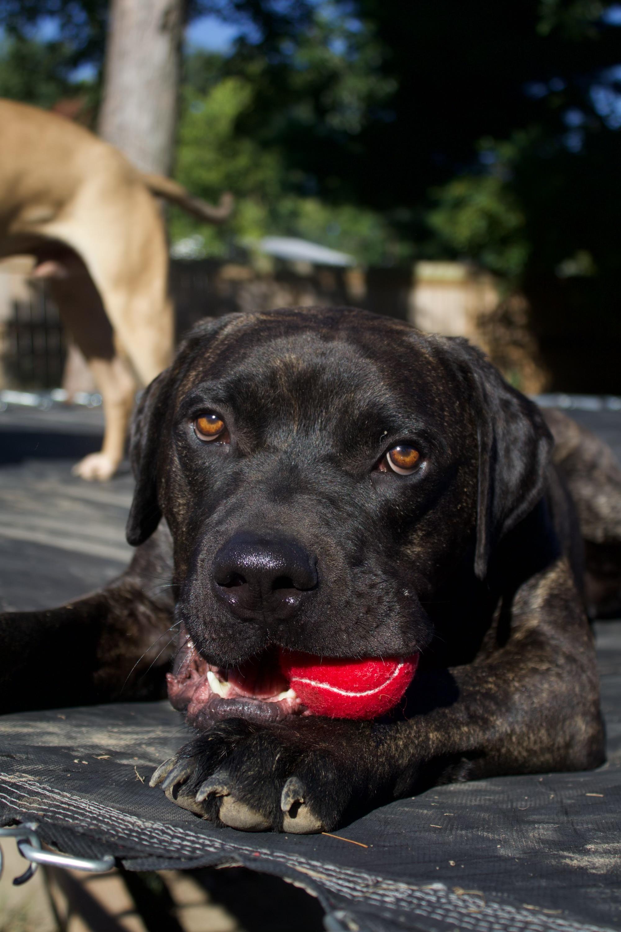 Frankie, Adoptable, Young Male Mixed Breed.