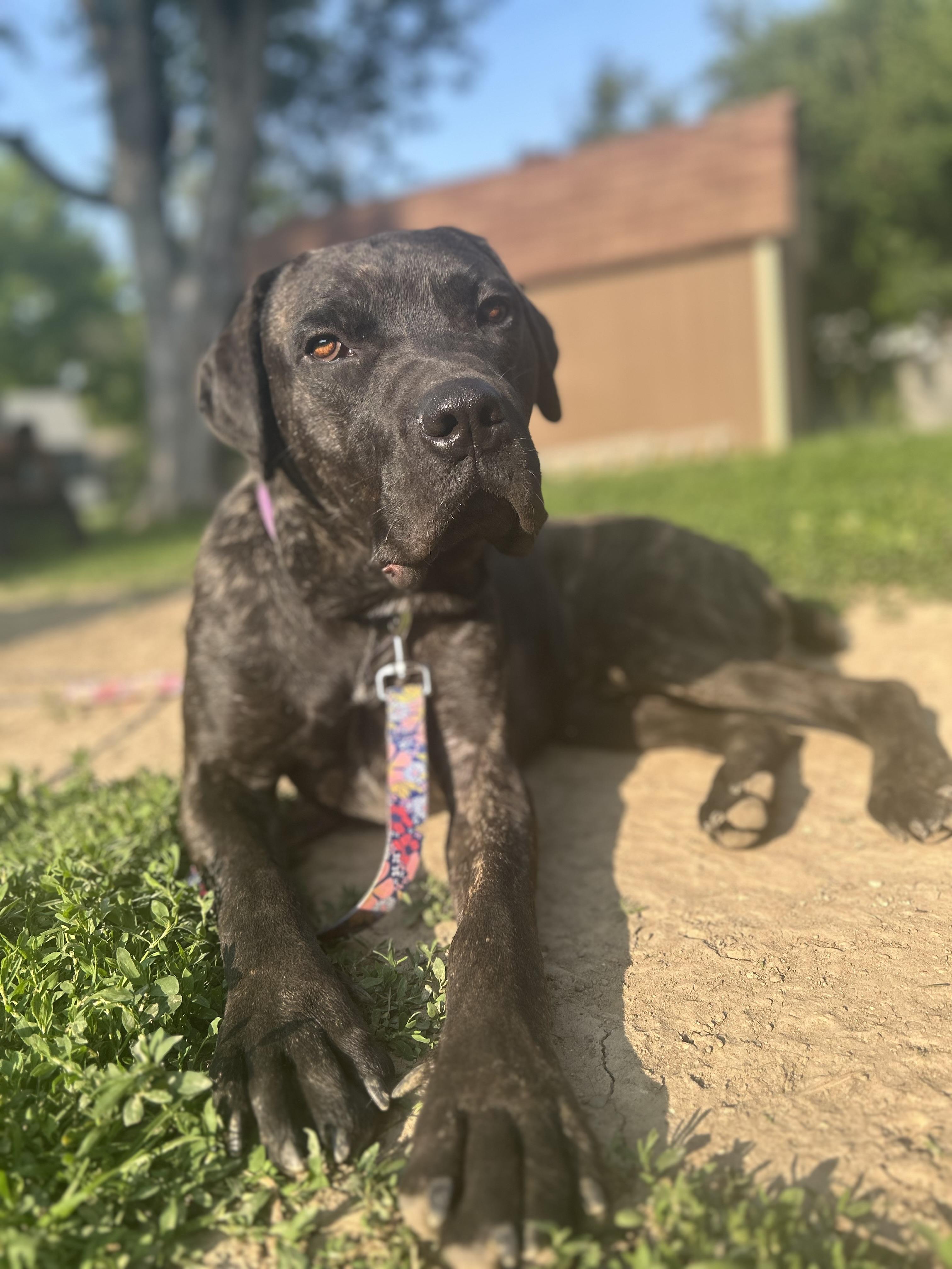 Enlarge Frankie, a Adoptable mixed breed in Roachdale, IN image 5/5