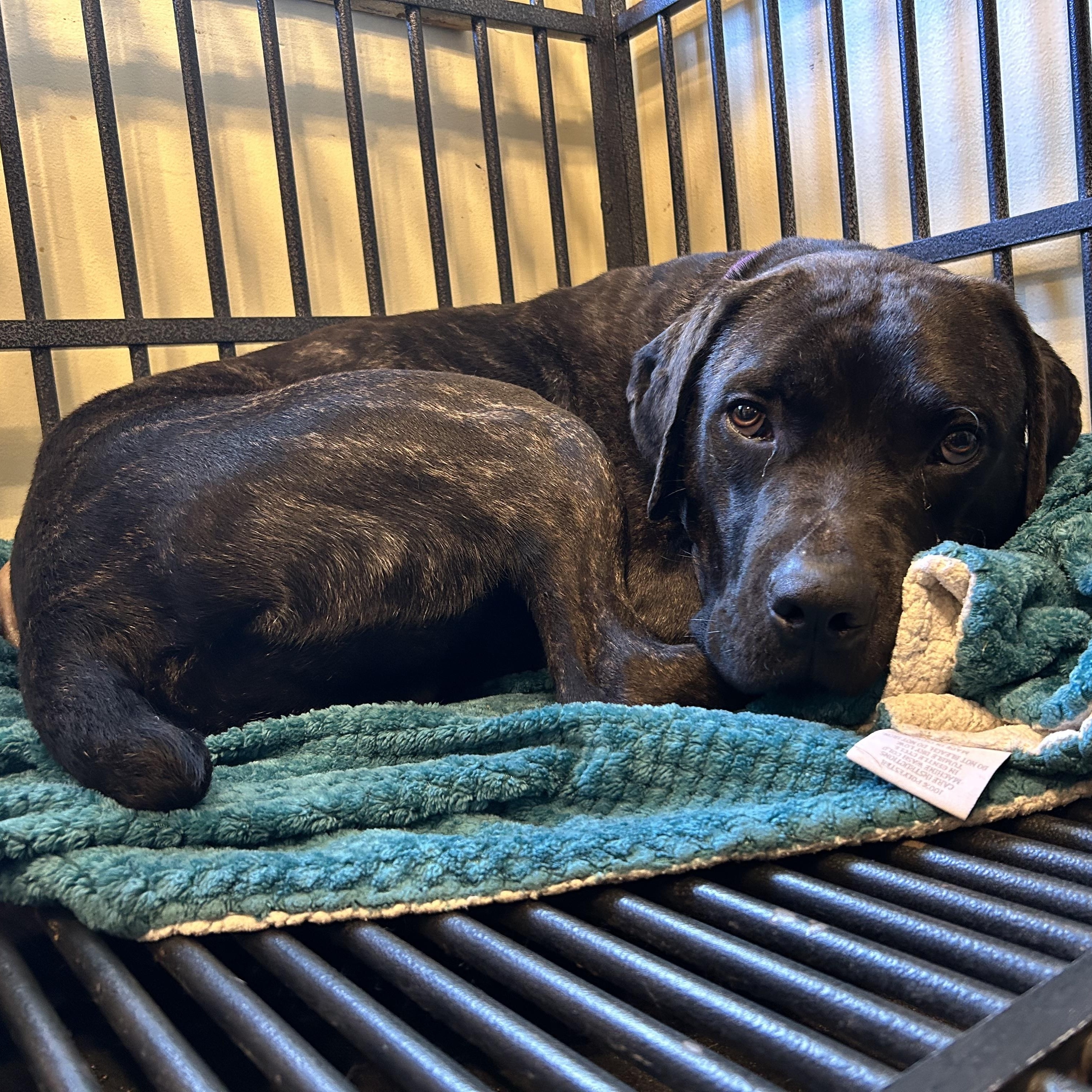 Enlarge Frankie, a Adoptable mixed breed in Roachdale, IN image 4/5