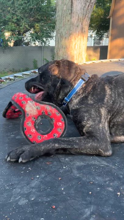 Enlarge Frankie, a Adoptable mixed breed in Roachdale, IN video 3/5