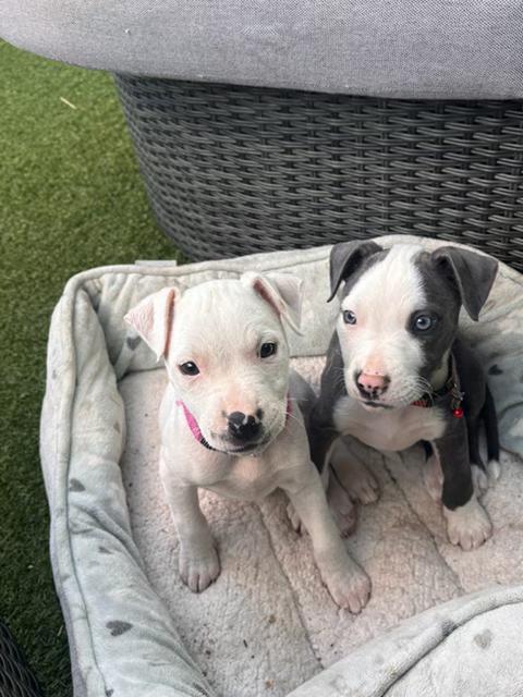 Enlarge Daisy, an adopted American Staffordshire Terrier in richmond, CA image 2/6