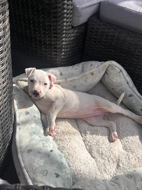 Enlarge Daisy, an adopted American Staffordshire Terrier in richmond, CA image 6/6