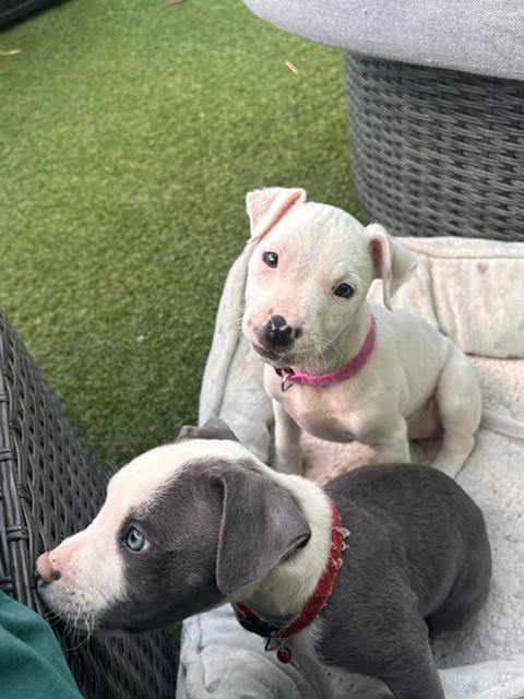 Enlarge Daisy, an adopted American Staffordshire Terrier in richmond, CA image 1/6