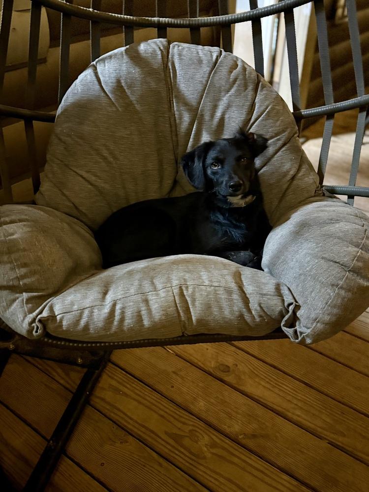 Boss, Adoptable, Puppy Male Jack Russell Terrier.