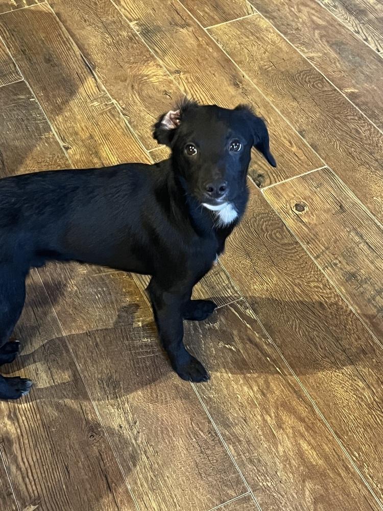 Enlarge Boss, a Adoptable mixed breed in Oakwood, TX image 2/3