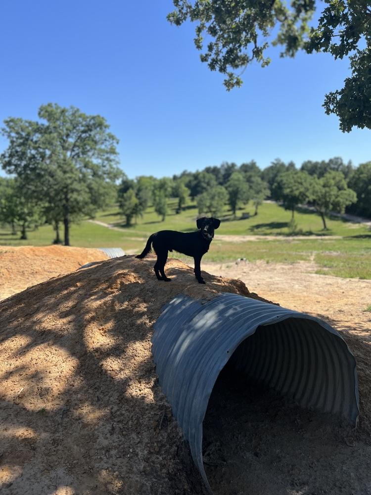 Enlarge Boss, a Adoptable mixed breed in Oakwood, TX image 3/3