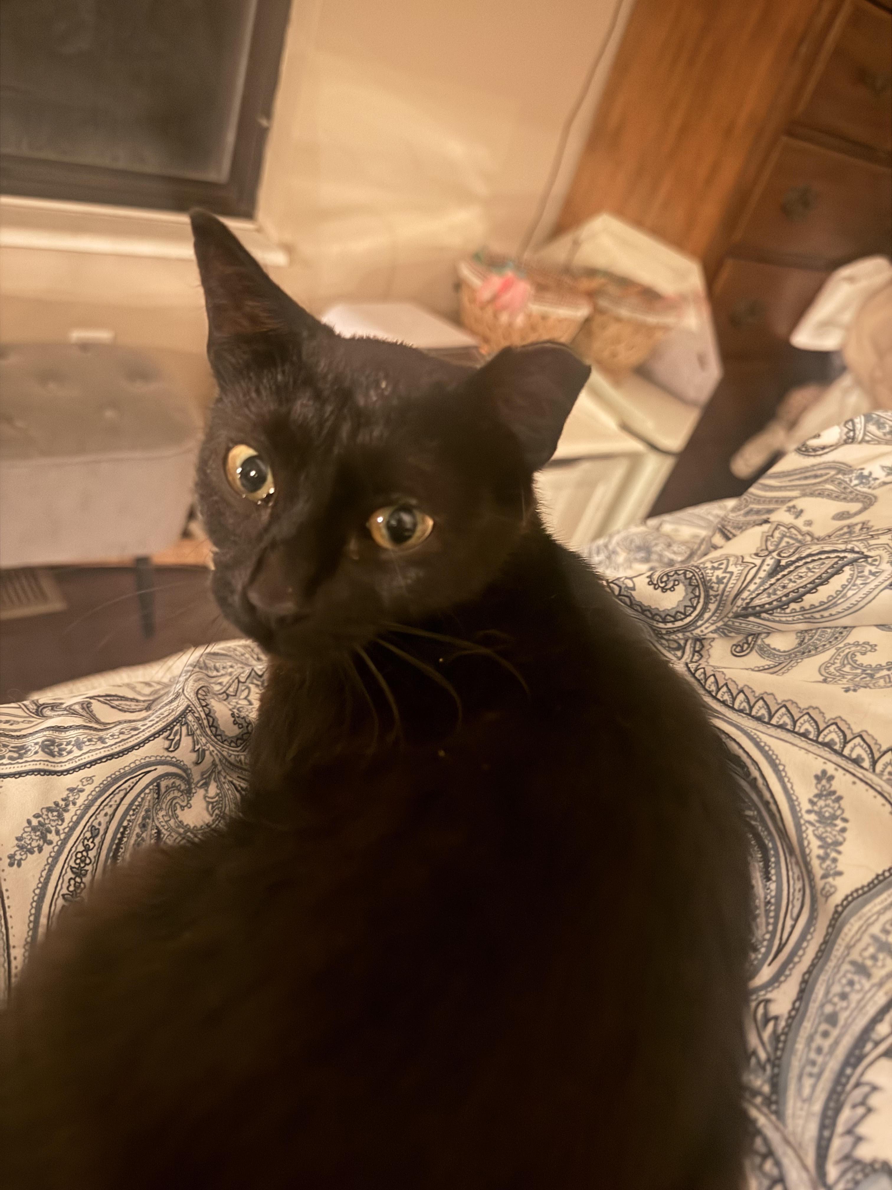 Enlarge Ebony, a ADOPTABLE Domestic Short Hair in Herculaneum, MO image 1/1