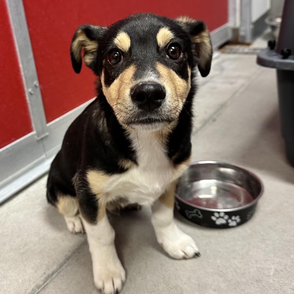 Meeko, Adoptable, Puppy Male Mixed Breed.
