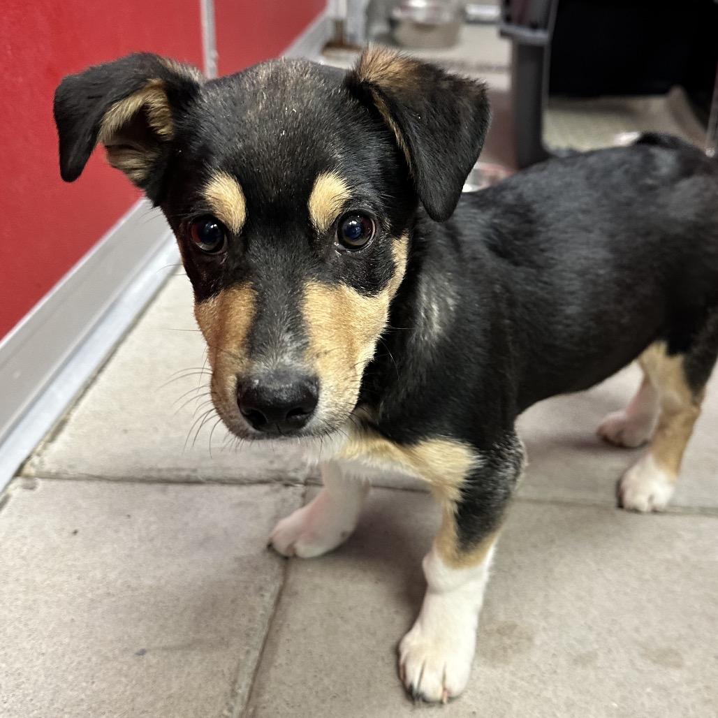 Enlarge Meeko, a Adoptable Mixed Breed in Park City, UT image 2/6