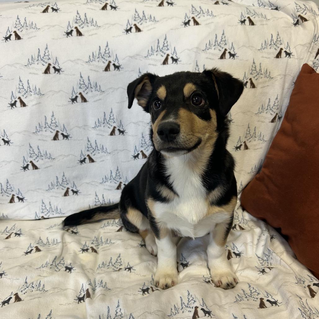 Enlarge Meeko, a Adoptable Mixed Breed in Park City, UT image 3/6