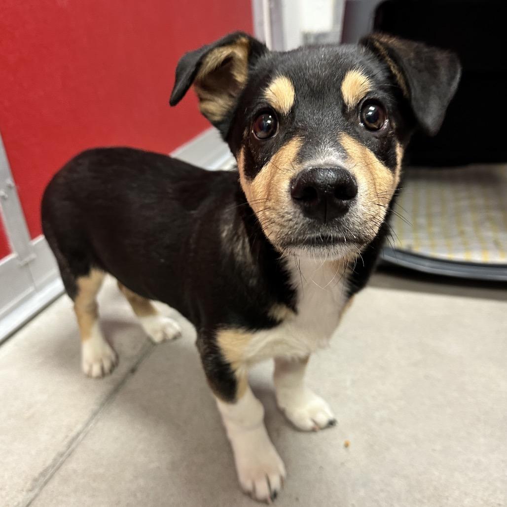 Enlarge Meeko, a Adoptable Mixed Breed in Park City, UT image 5/6
