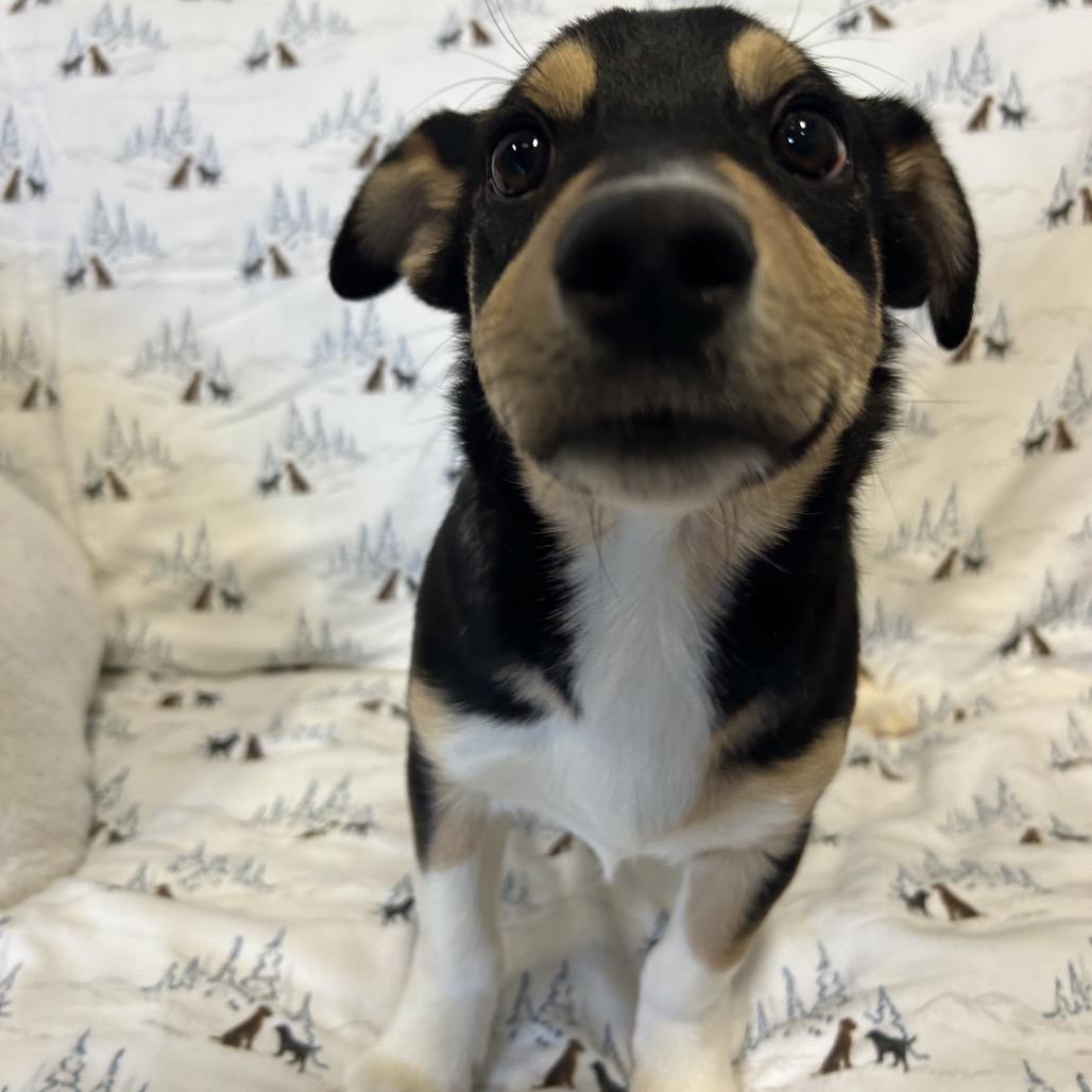 Enlarge Meeko, a Adoptable Mixed Breed in Park City, UT image 6/6