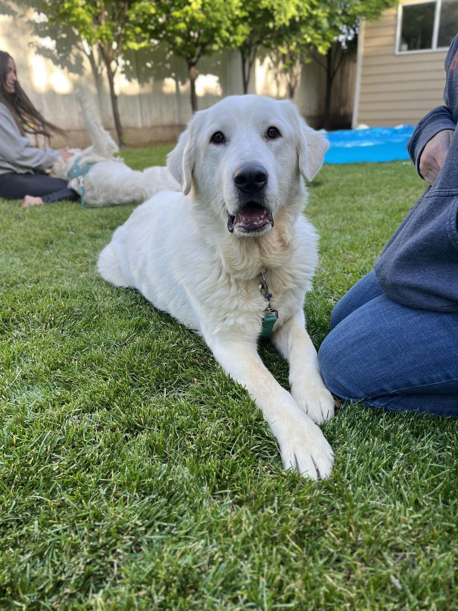 Delilah, Adoptable, Adult Female Great Pyrenees & Akbash.