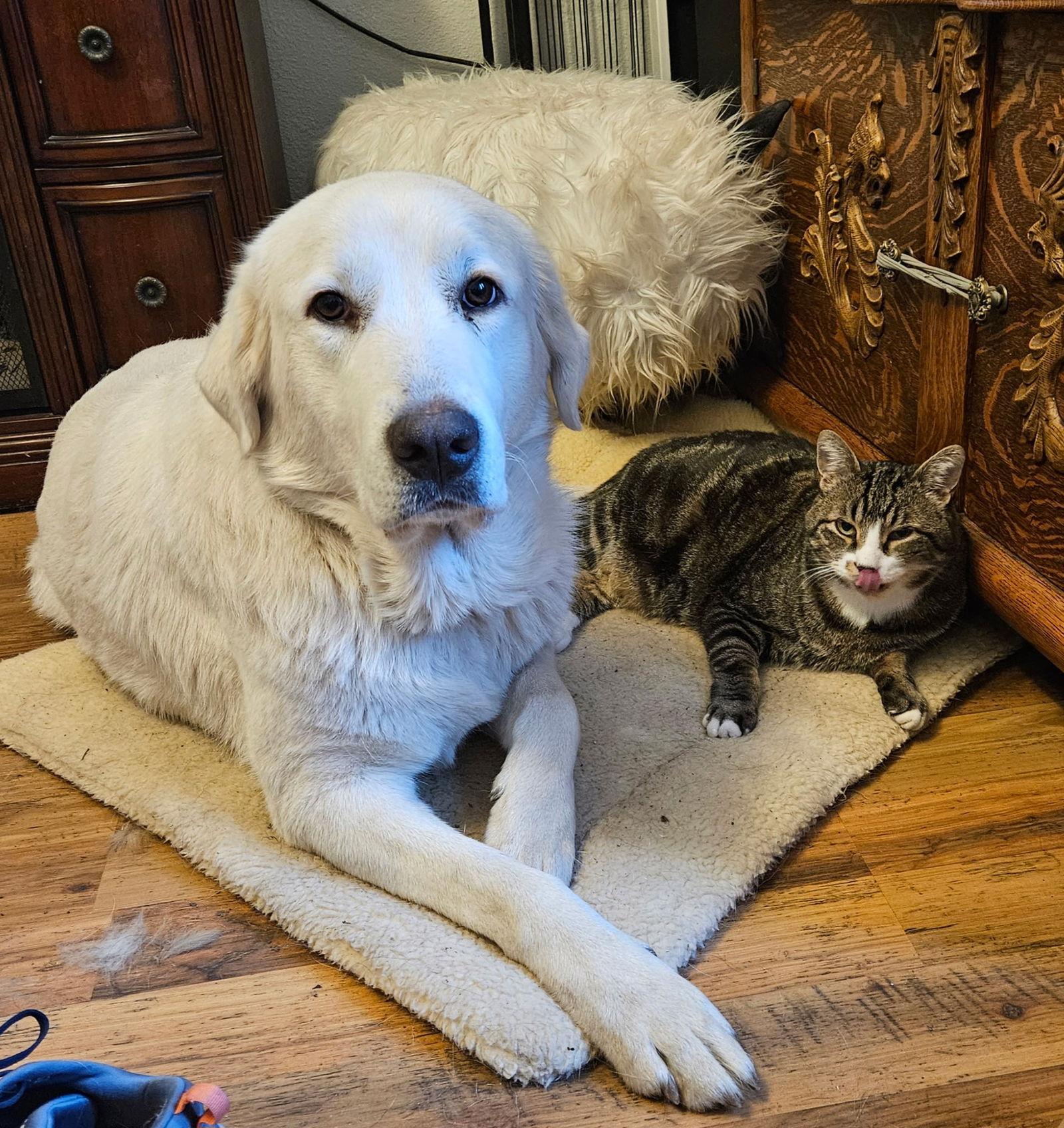 Sierra, Adoptable, Adult Female Great Pyrenees & Akbash.