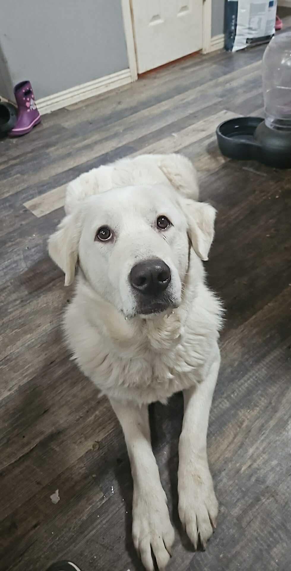 Delilah, a Adoptable mixed breed in Bountiful, UT image 2/2