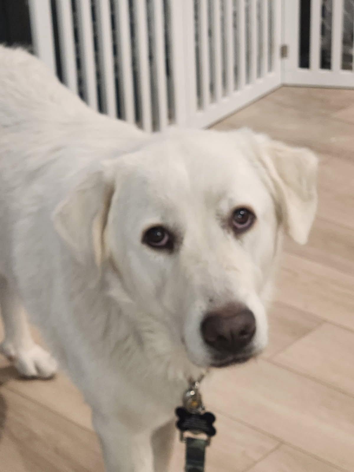 Enlarge Sierra, a Adoptable mixed breed in Bountiful, UT image 3/3