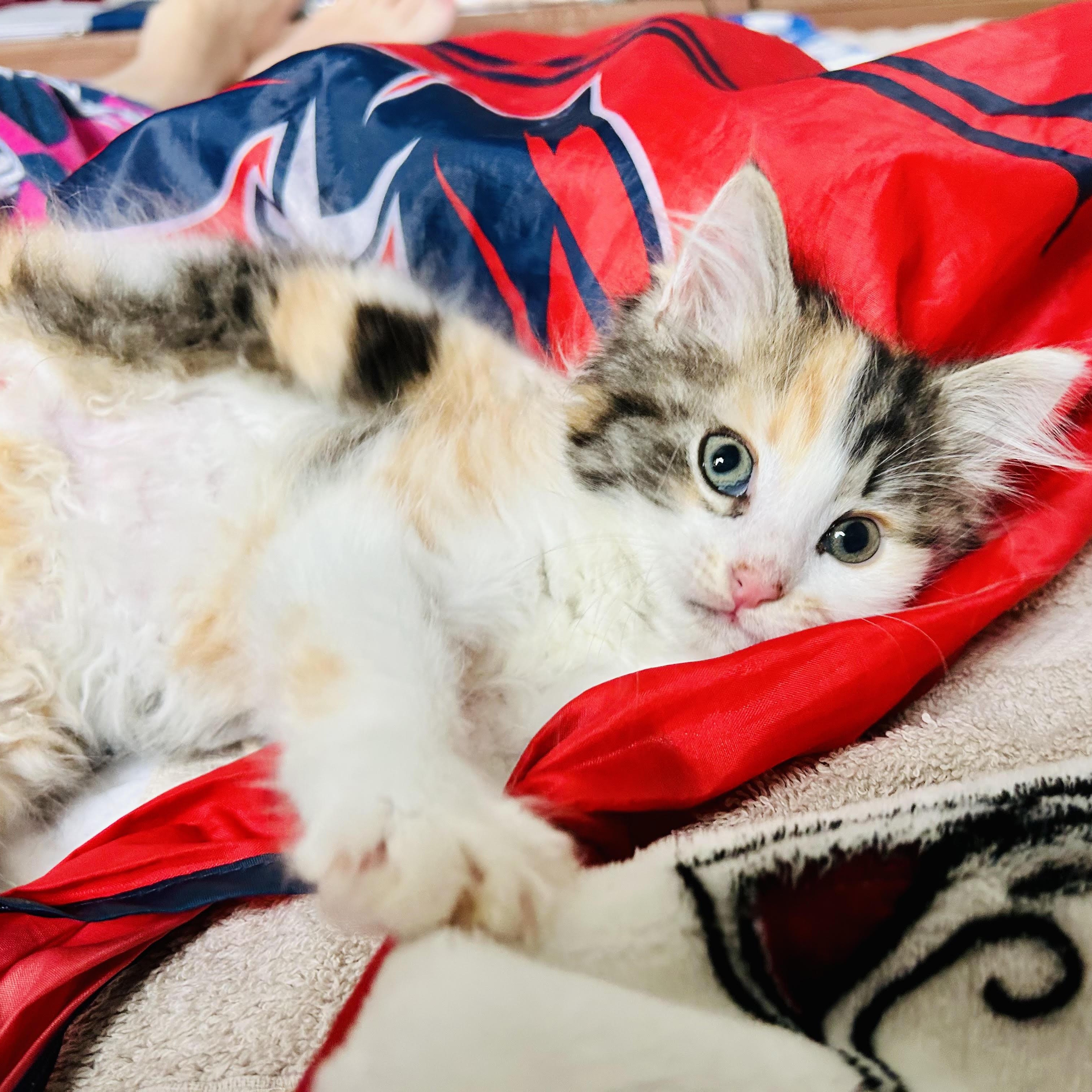 Cashmere, an adopted Domestic Long Hair in Richmond, VA image 2/3