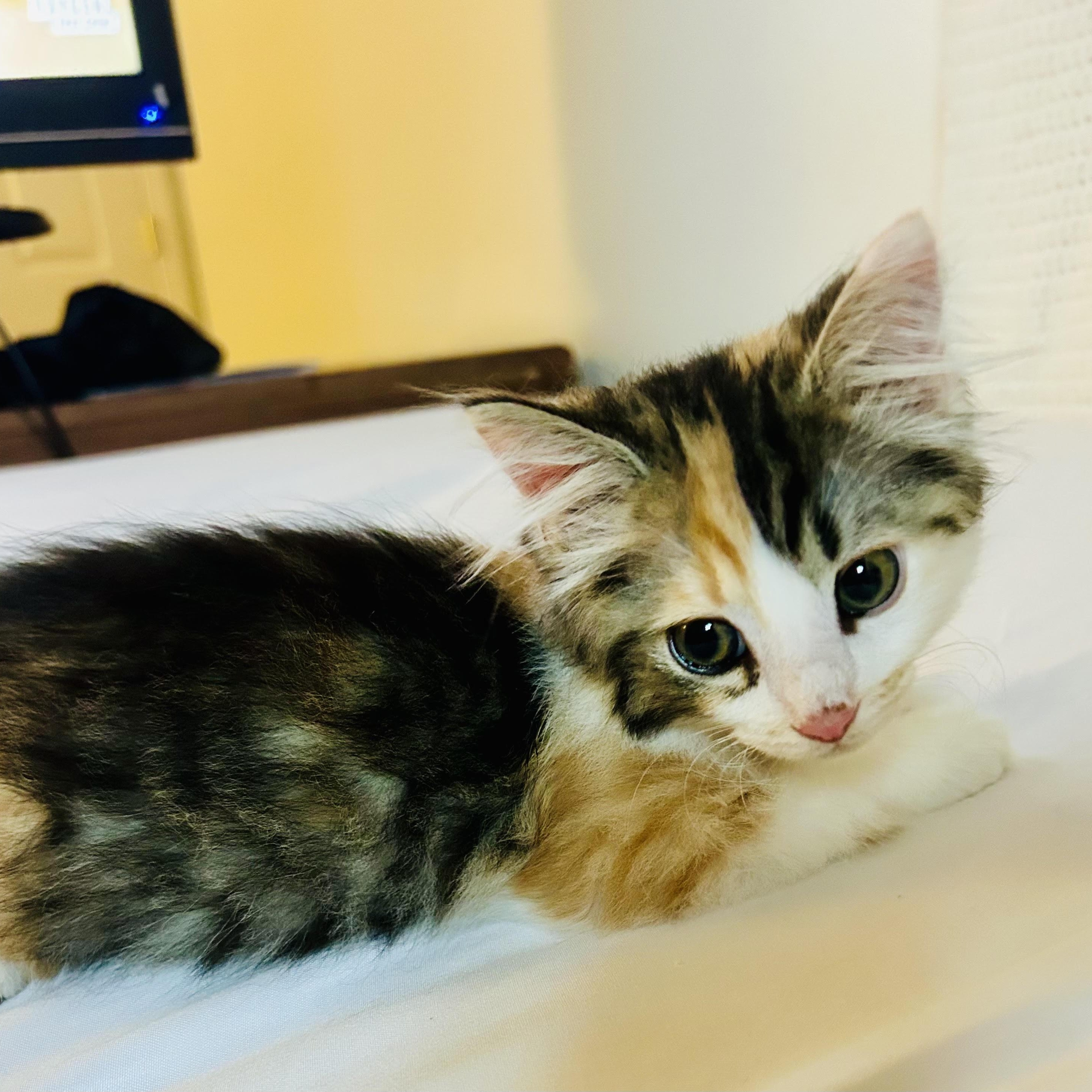Cashmere, adopted, Kitten Female Domestic Long Hair.