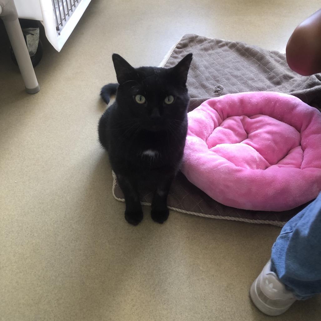 Cupid, Adoptable, Adult Male Domestic Short Hair.