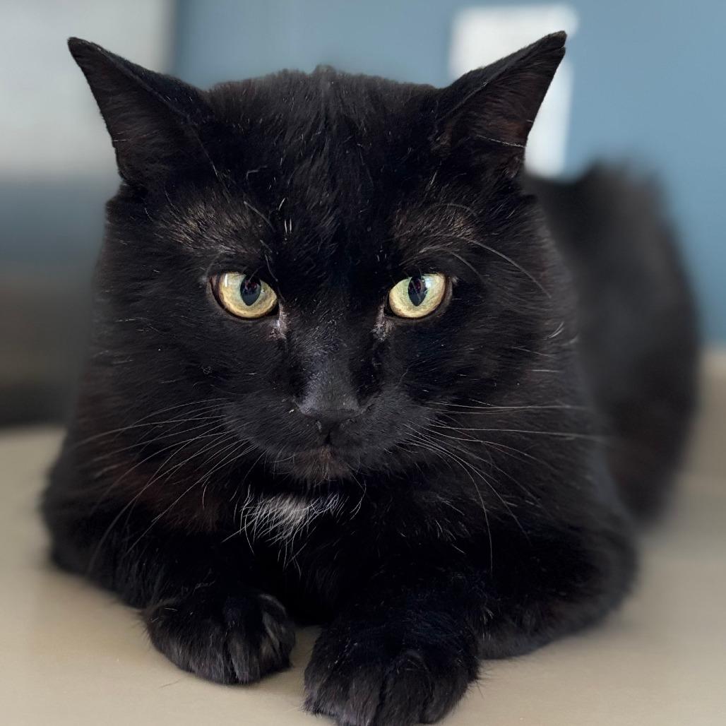 Cupid — thumbnail 2