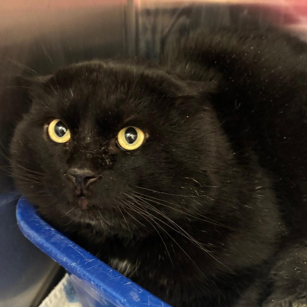 Cupid — thumbnail 3