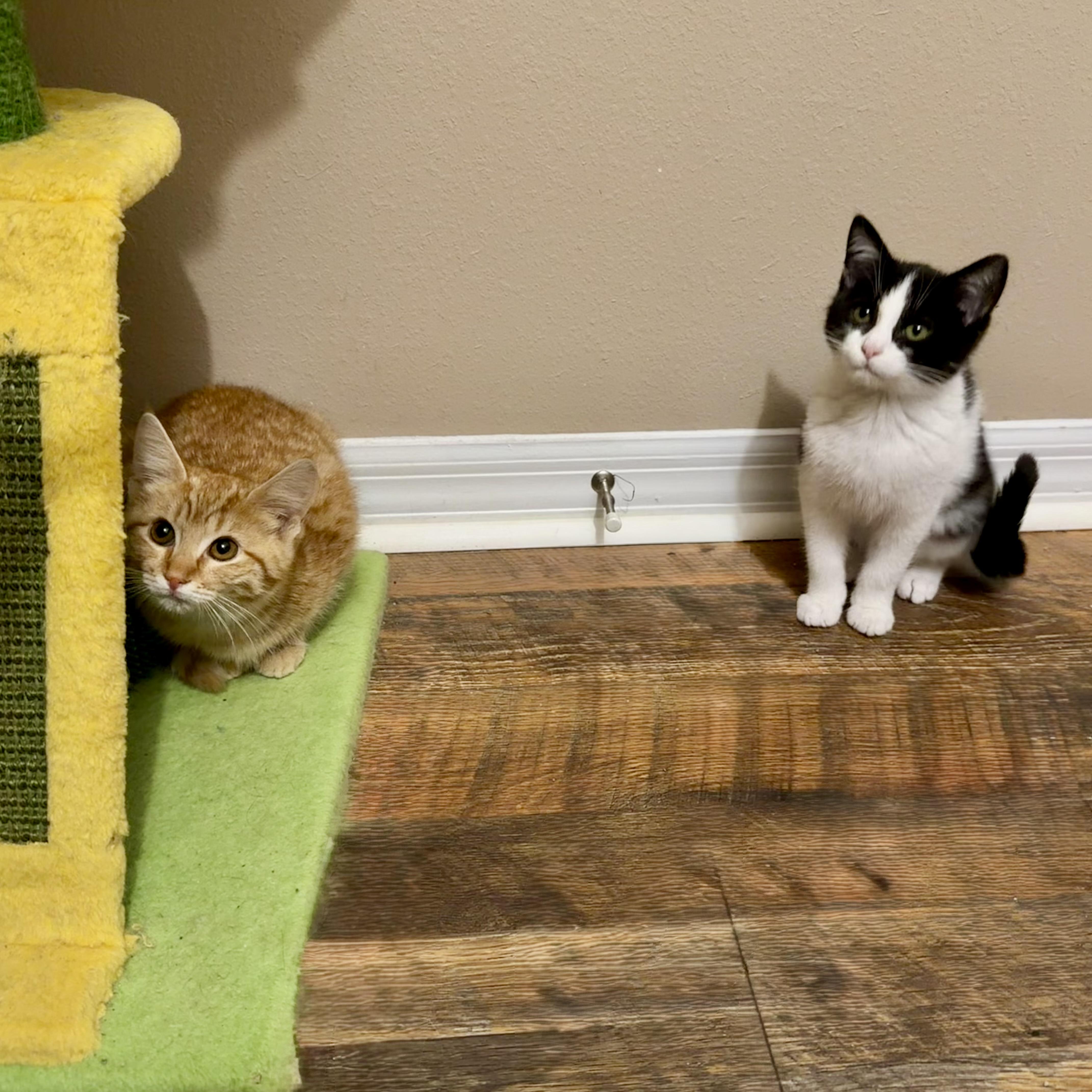 Enlarge Thomas & O’Malley, a Adoptable Domestic Medium Hair in Tampa, FL image 5/5