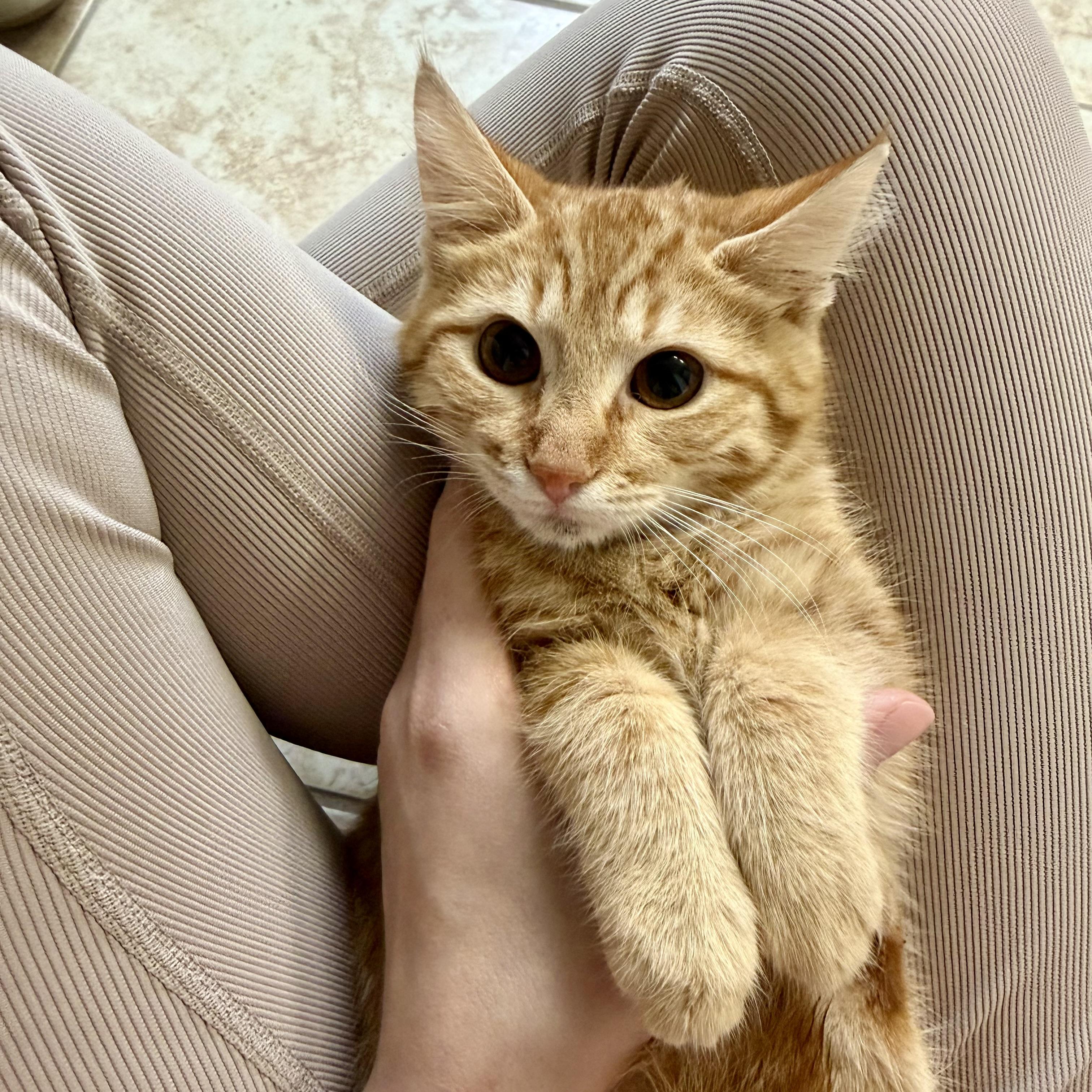 Enlarge Thomas & O’Malley, a Adoptable Domestic Medium Hair in Tampa, FL image 2/5