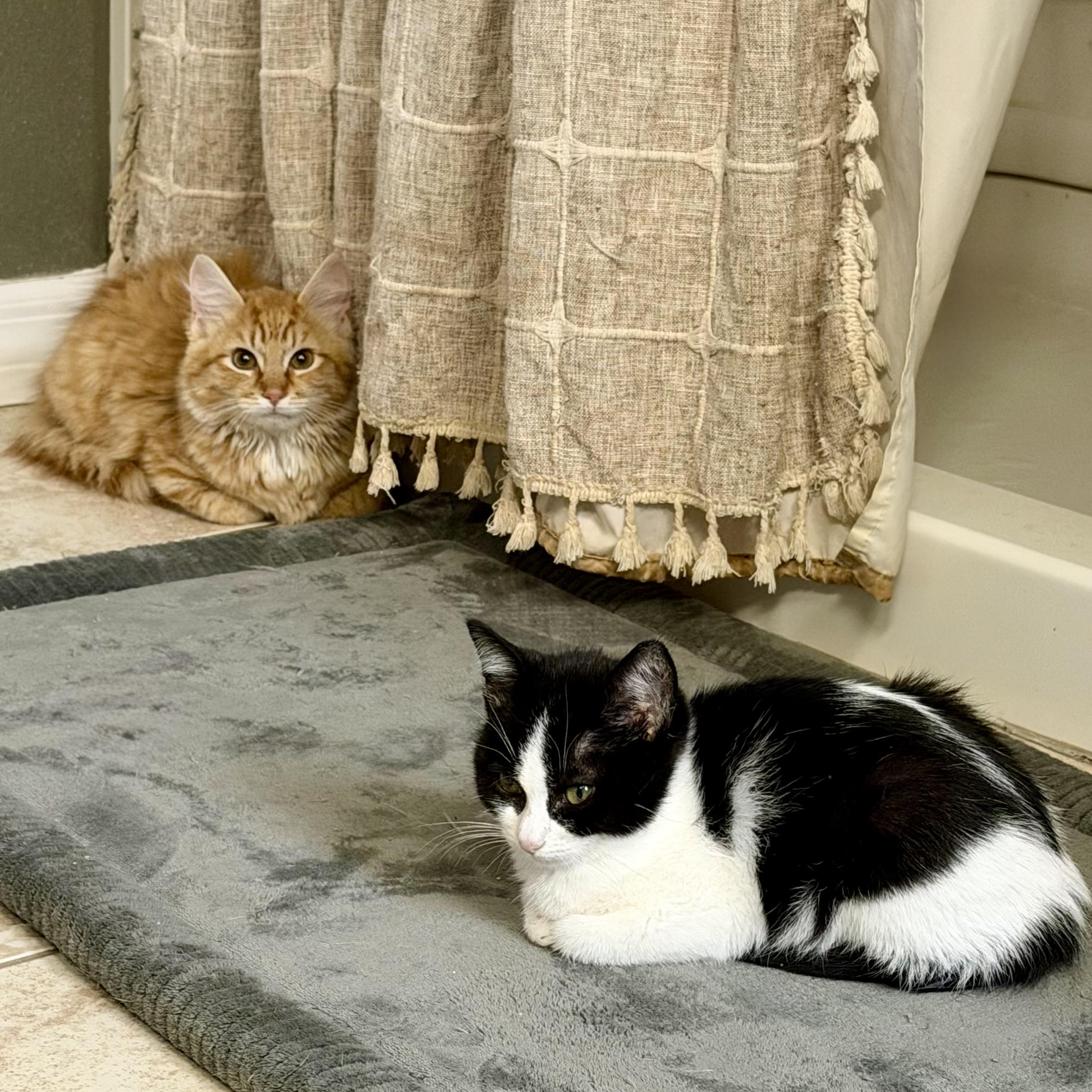 Thomas & O'Malley — thumbnail 4