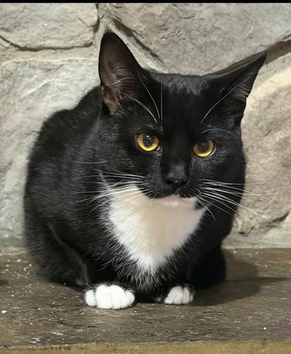 Penguin (working cat), Adoptable, Adult Male Domestic Short Hair & Domestic Short Hair.