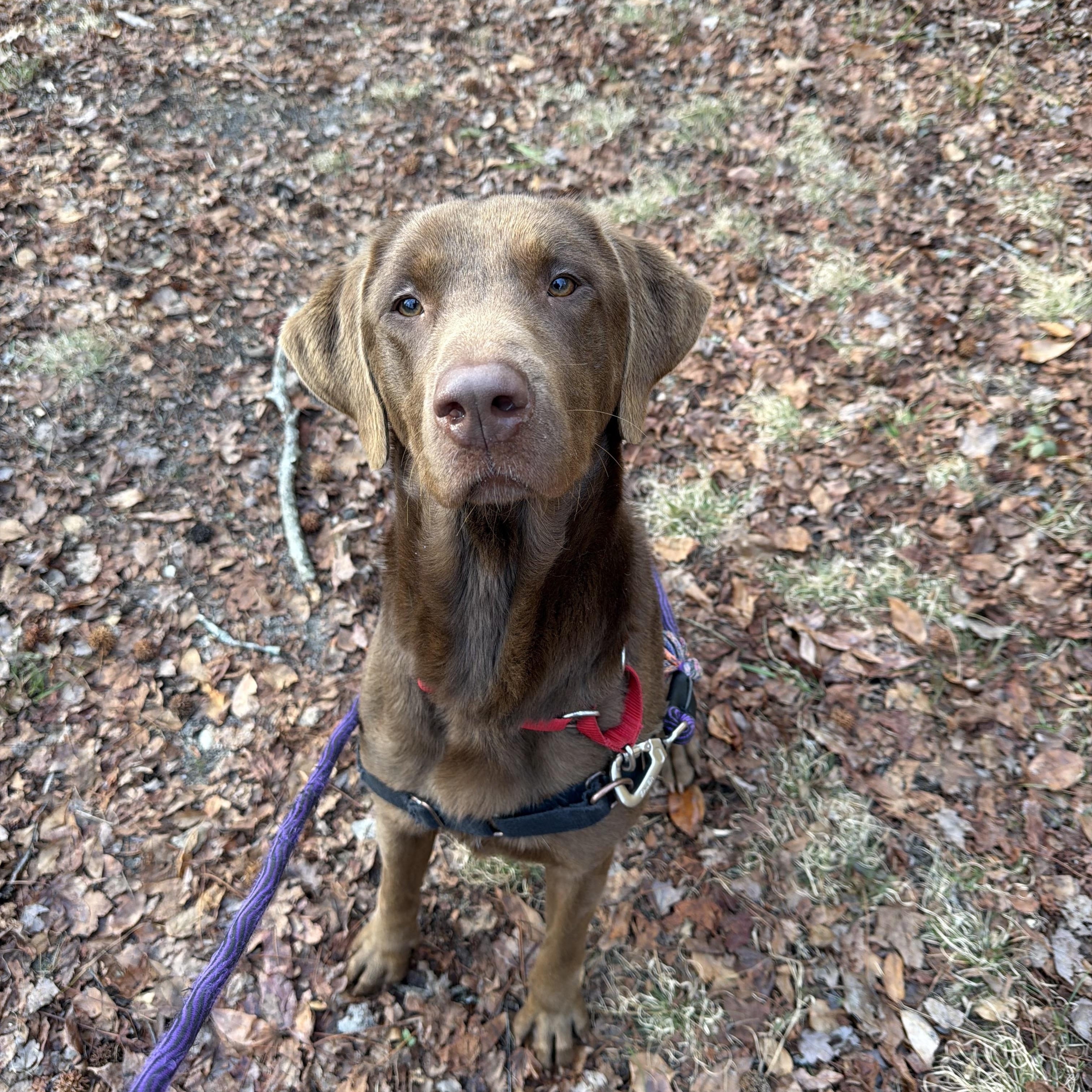 Enlarge Cinnamon, a ADOPTABLE mixed breed in Ocean View, NJ image 5/5