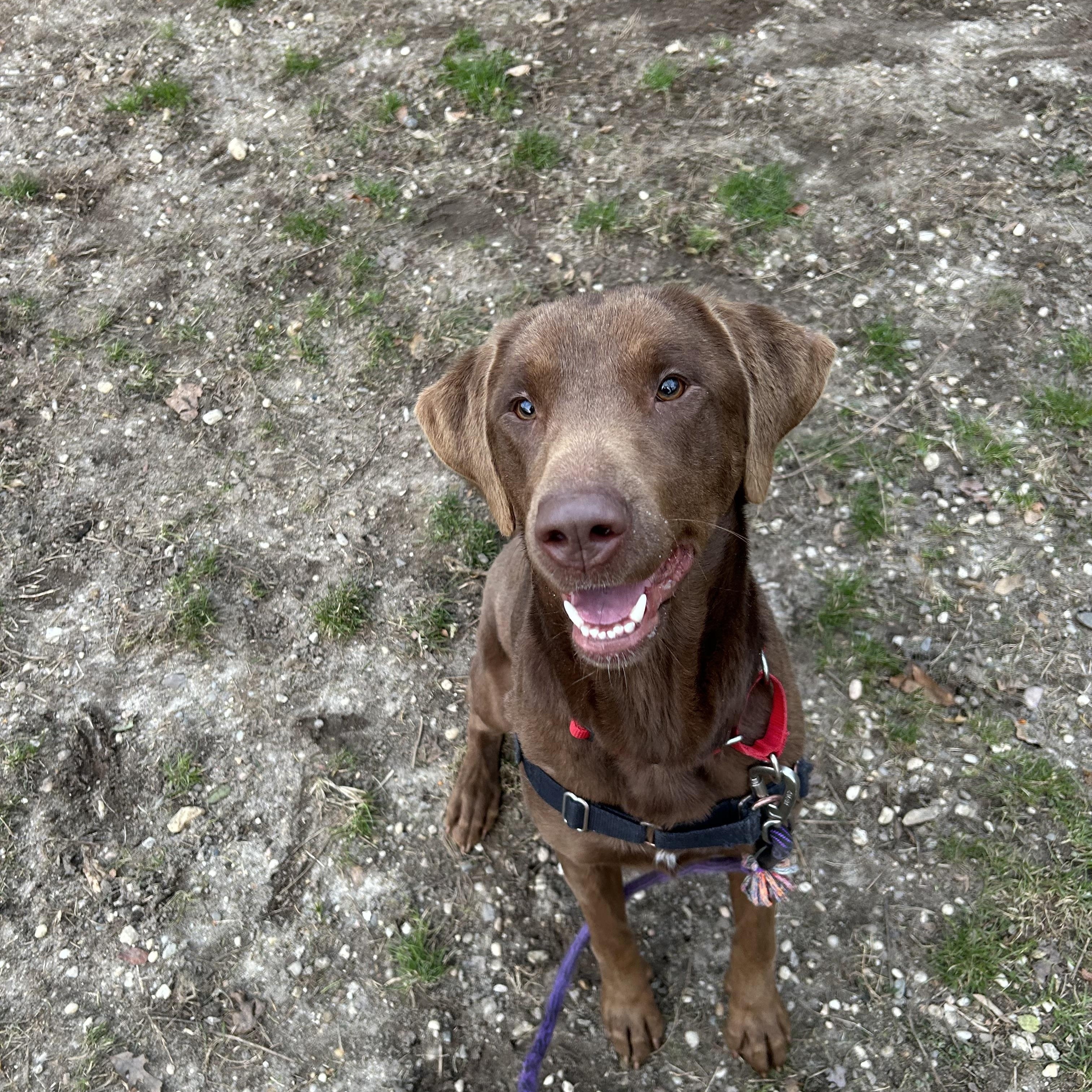 Enlarge Cinnamon, a ADOPTABLE mixed breed in Ocean View, NJ image 1/5