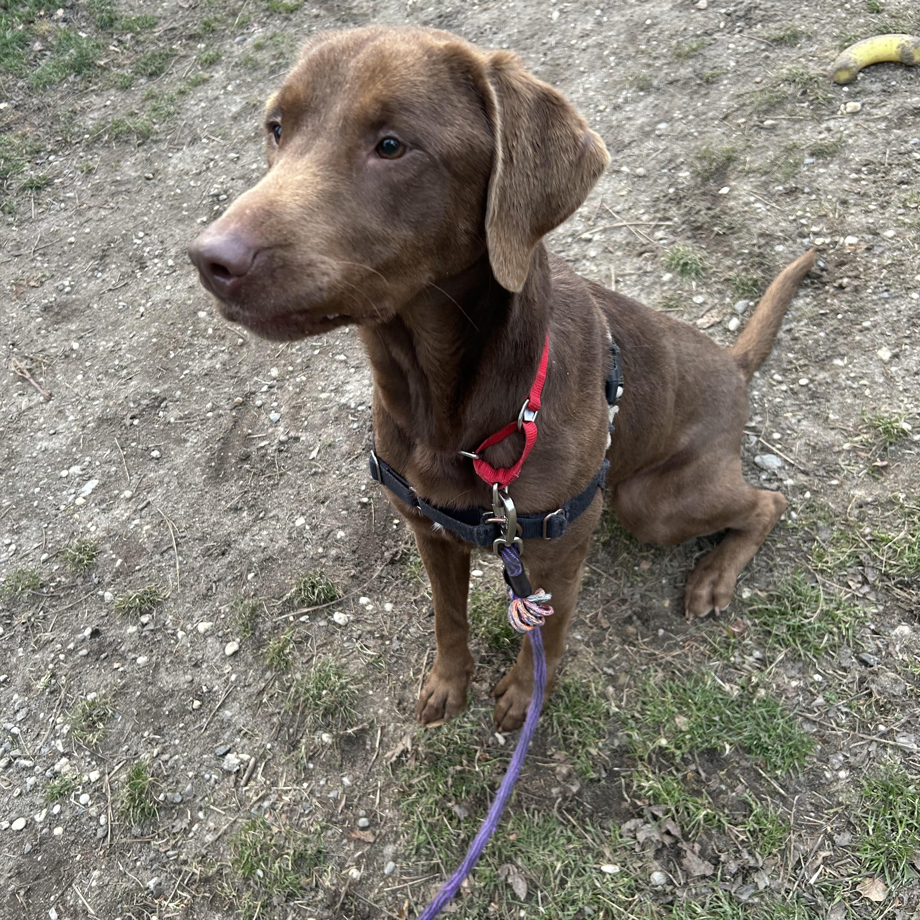 Enlarge Cinnamon, a ADOPTABLE mixed breed in Ocean View, NJ image 2/5