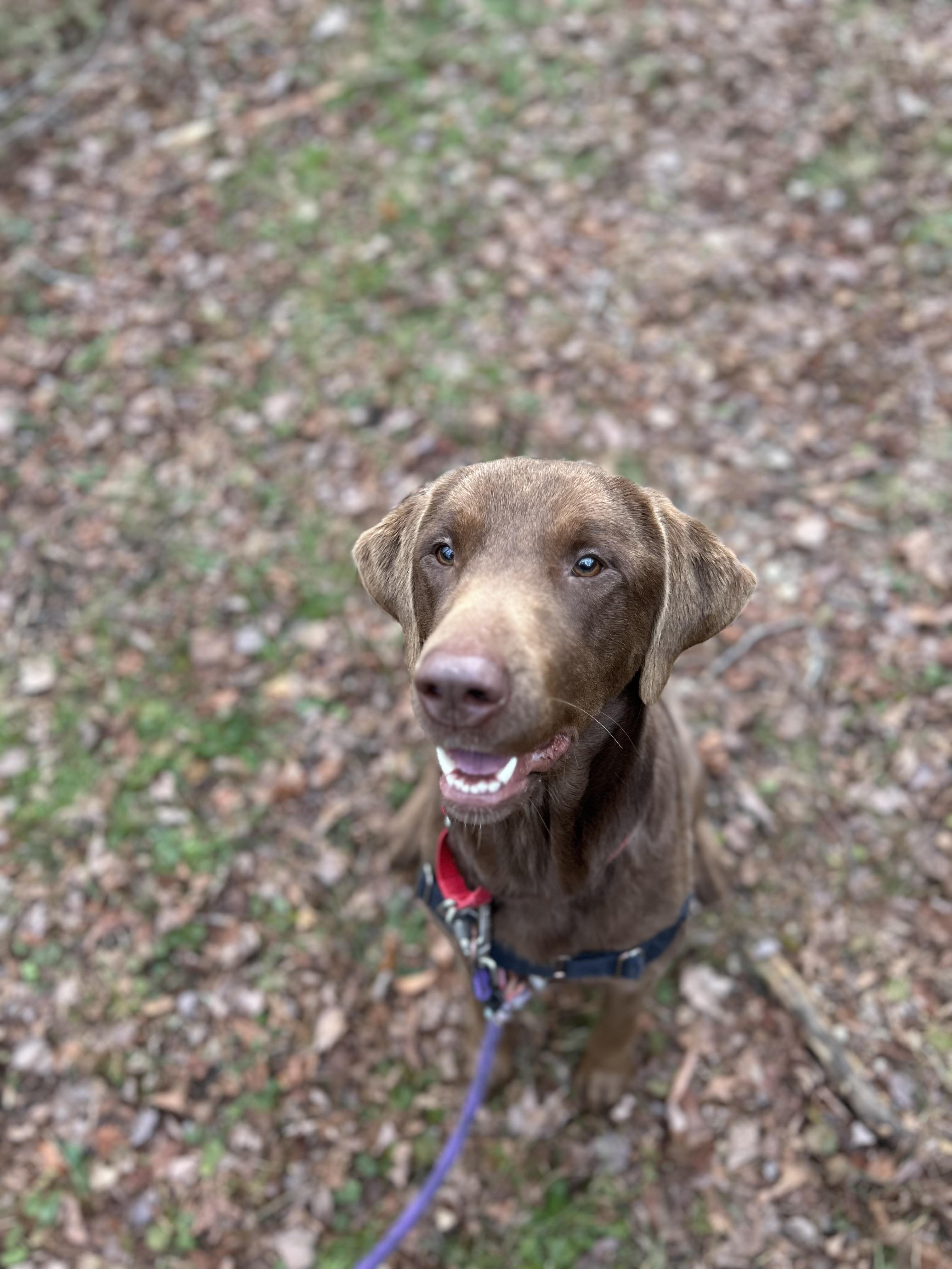 Enlarge Cinnamon, a ADOPTABLE mixed breed in Ocean View, NJ image 3/5