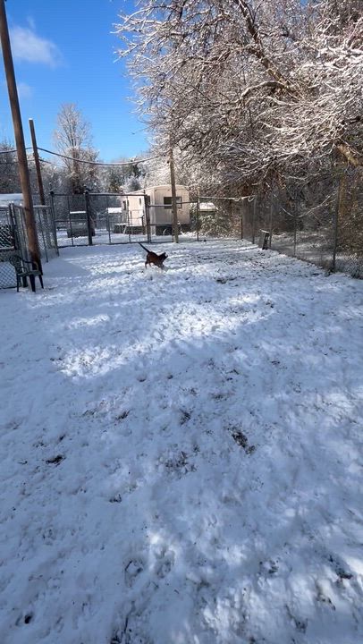 Enlarge Cinnamon, a ADOPTABLE mixed breed in Ocean View, NJ video 4/5