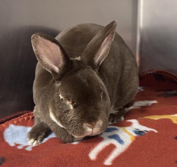 Milo, Adoptable, Adult Male Mini Rex.