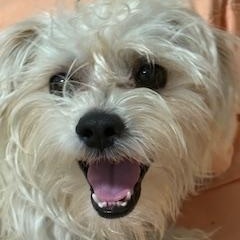 Gaston, ADOPTABLE, Young Male Maltese & Yorkshire Terrier.