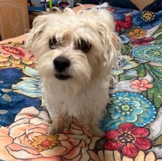 Gaston, a ADOPTABLE mixed breed in Miramar, FL image 3/5