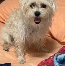 Gaston, a ADOPTABLE mixed breed in Miramar, FL image 5/5