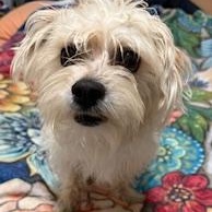 Gaston, a ADOPTABLE mixed breed in Miramar, FL image 4/5