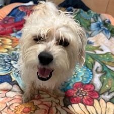 Gaston, a ADOPTABLE mixed breed in Miramar, FL image 2/5
