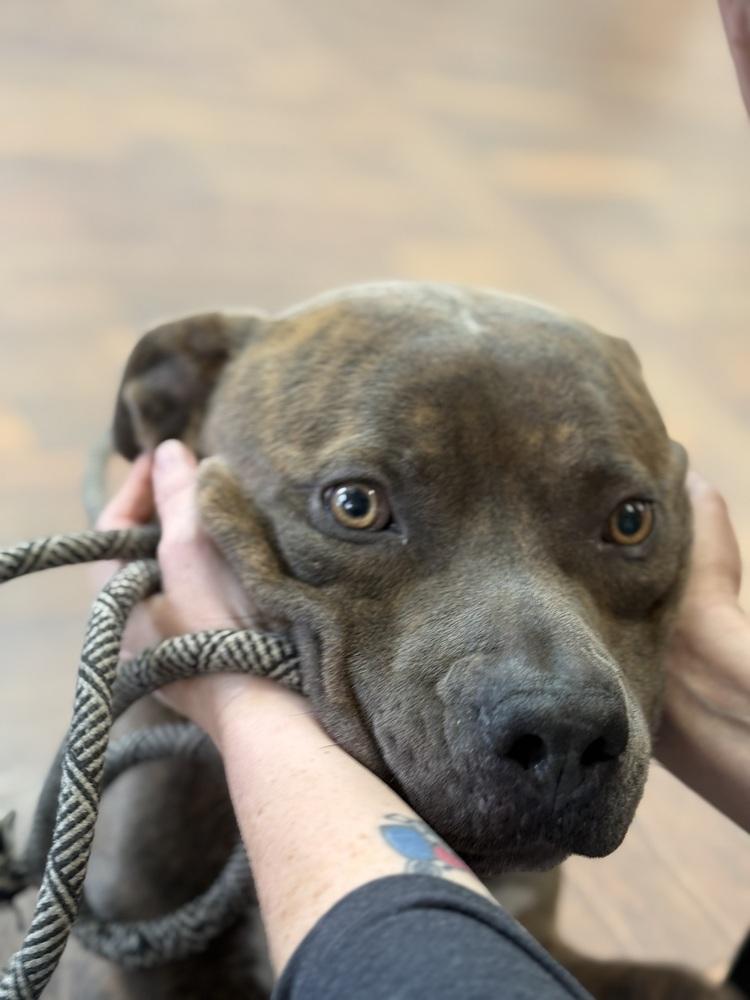 Enlarge Duke, an adopted mixed breed in Naperville, IL image 2/6