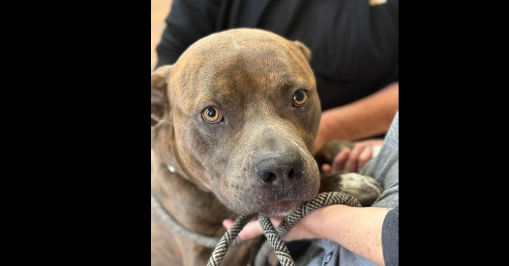 Enlarge Duke, an adopted mixed breed in Naperville, IL image 5/6