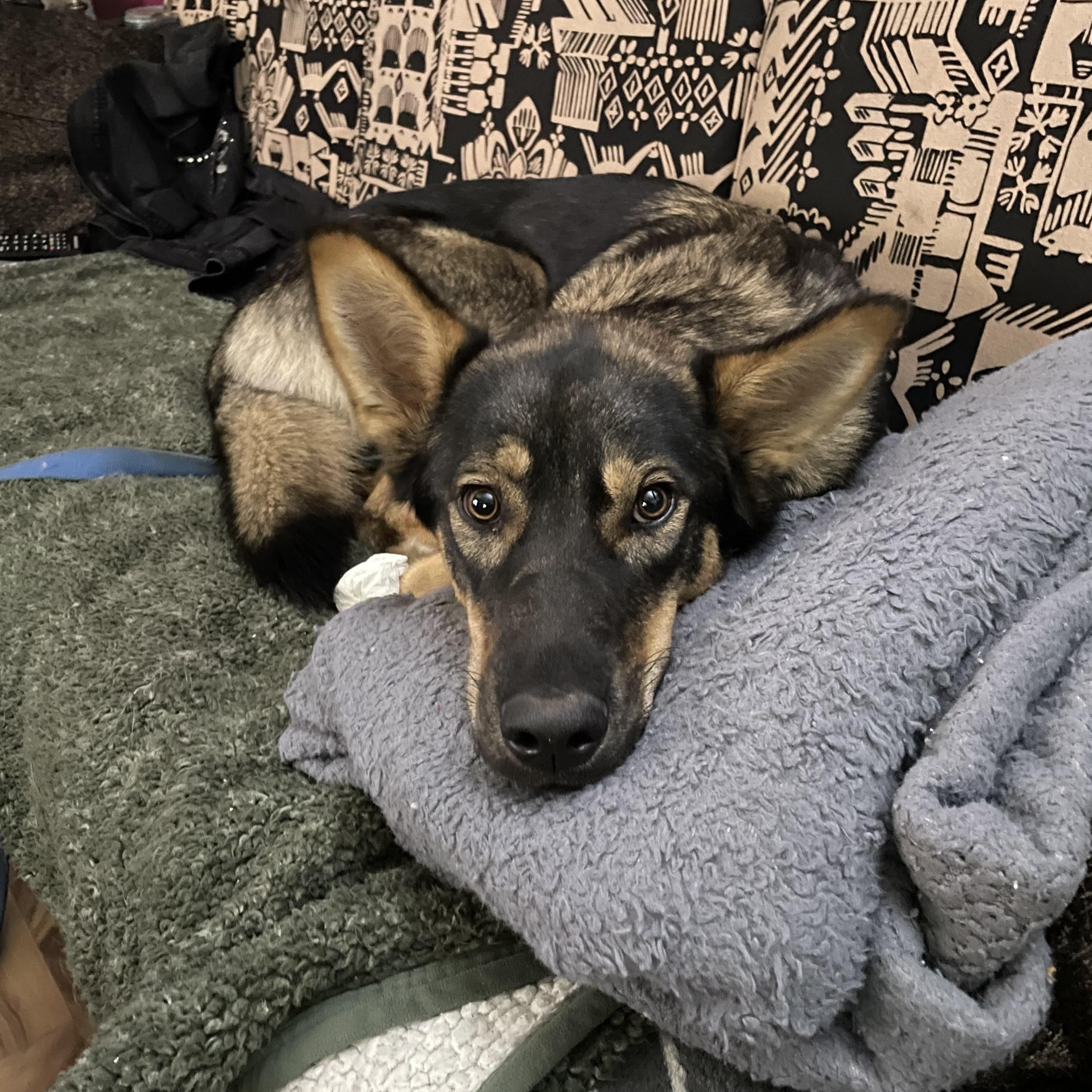 Autumn, an adoptable Mixed Breed in Saskatoon, SK, S7H 0W2 | Photo Image 1