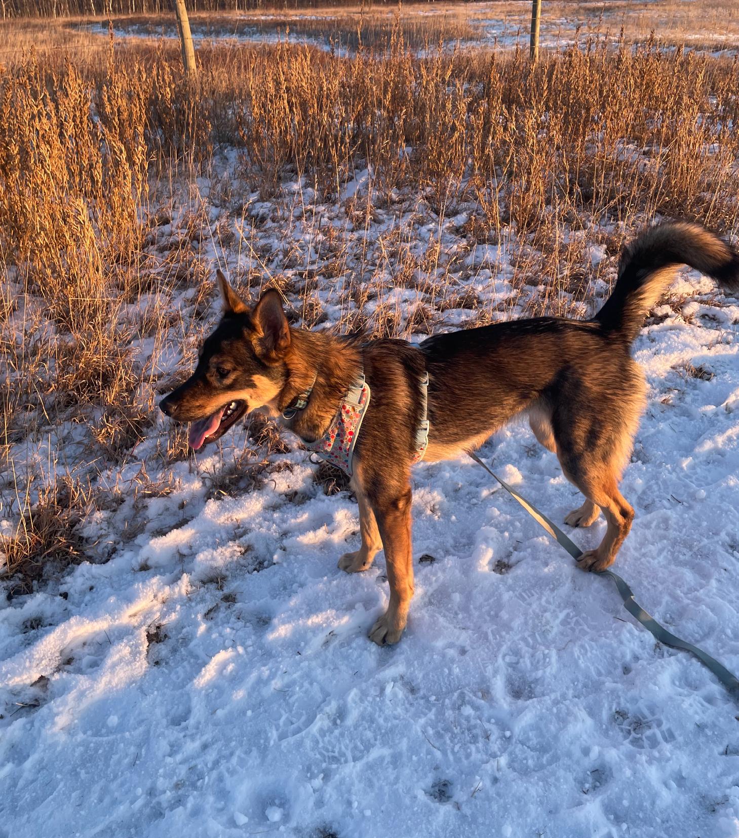 Autumn, a Adoptable Mixed Breed in Saskatoon, SK image 1/6
