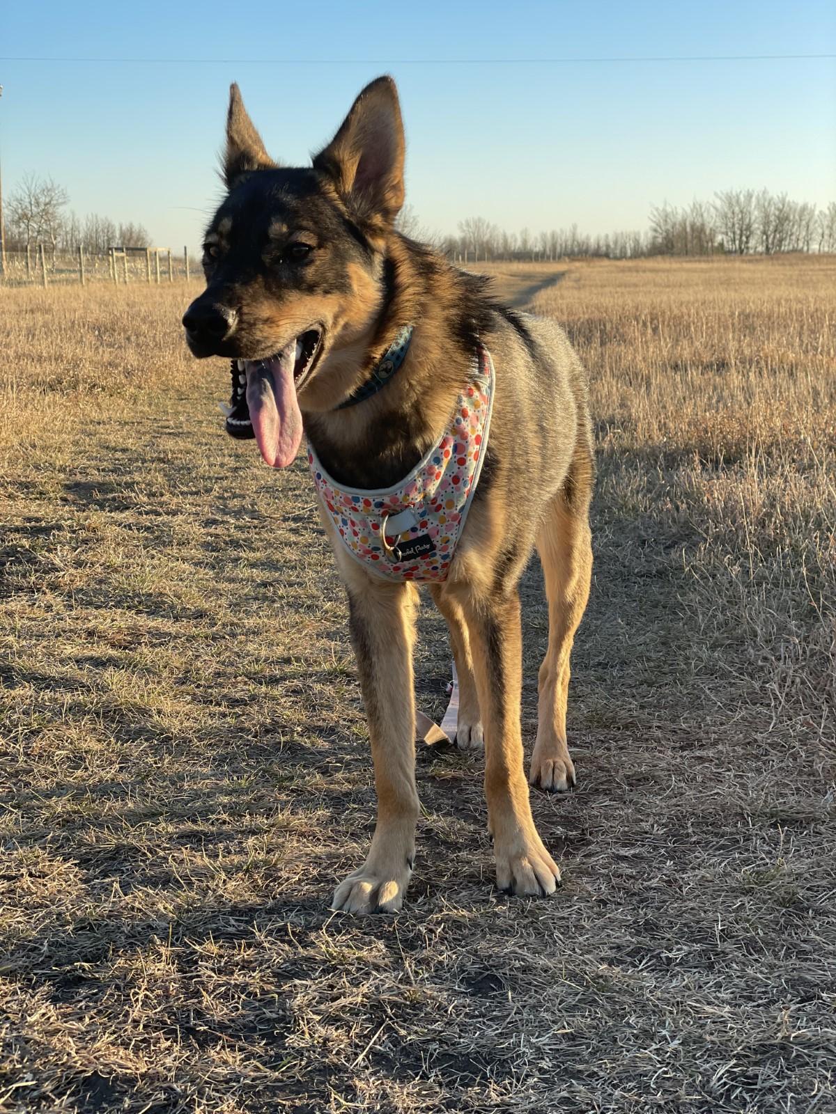 Autumn, a Adoptable Mixed Breed in Saskatoon, SK image 2/6