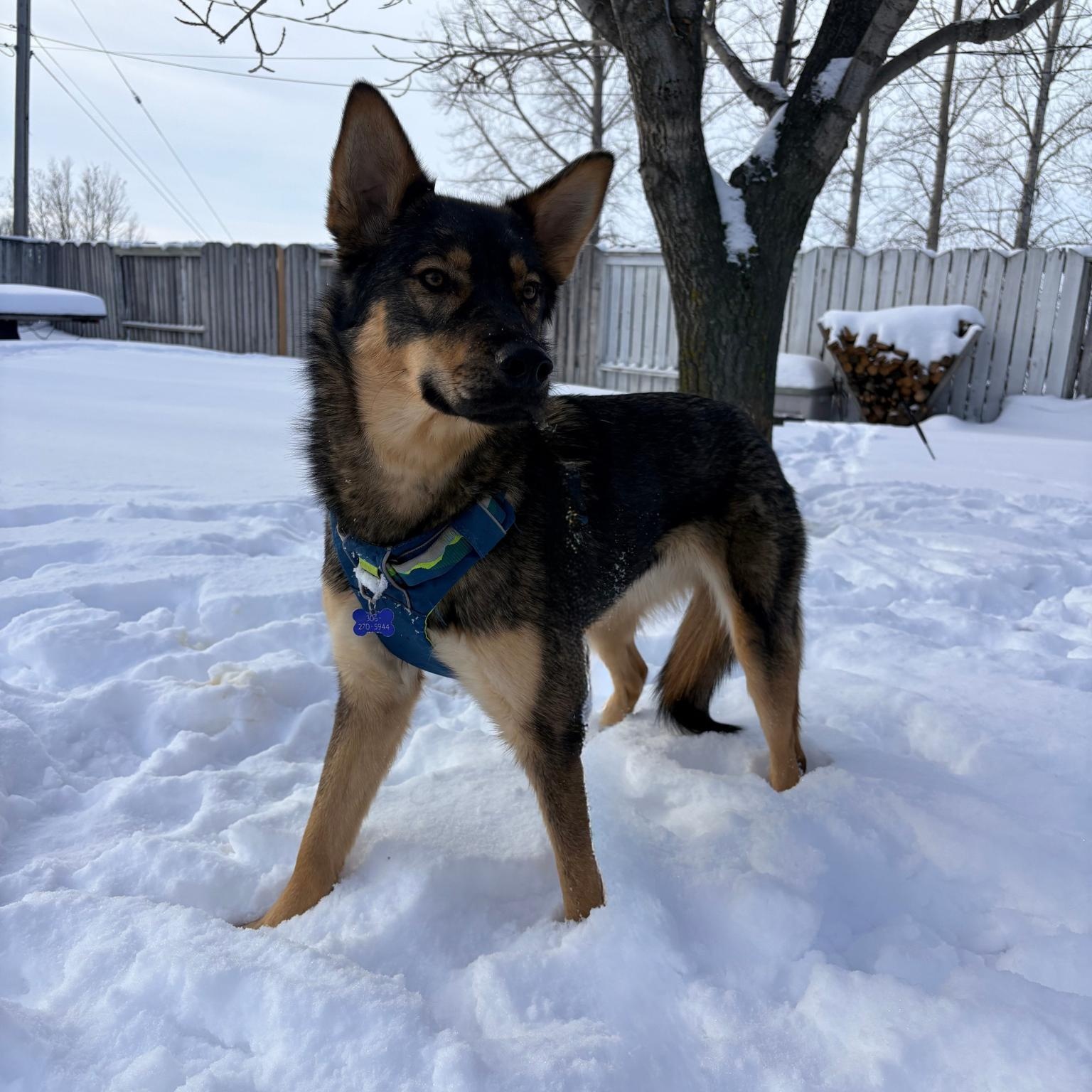 Enlarge Autumn, a Adoptable Mixed Breed in Saskatoon, SK image 1/6