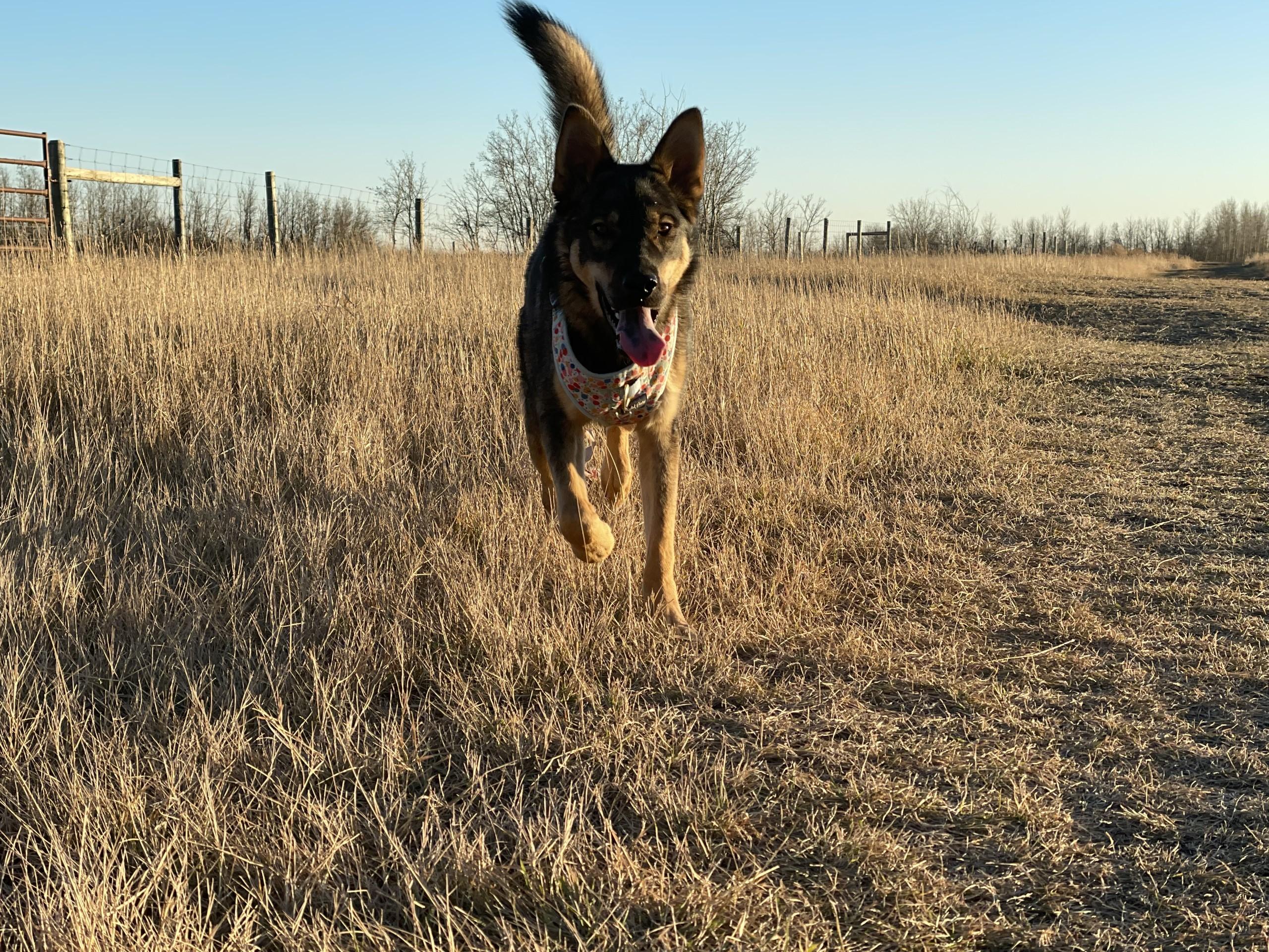 Autumn, a Adoptable Mixed Breed in Saskatoon, SK image 3/6